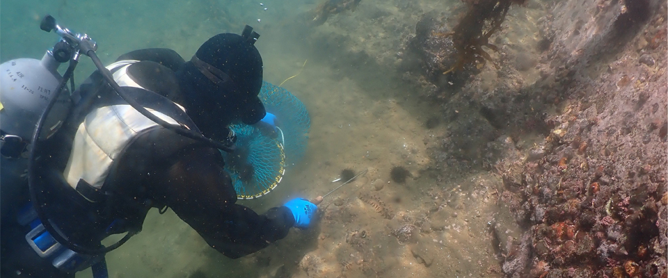 海産物採捕、移植